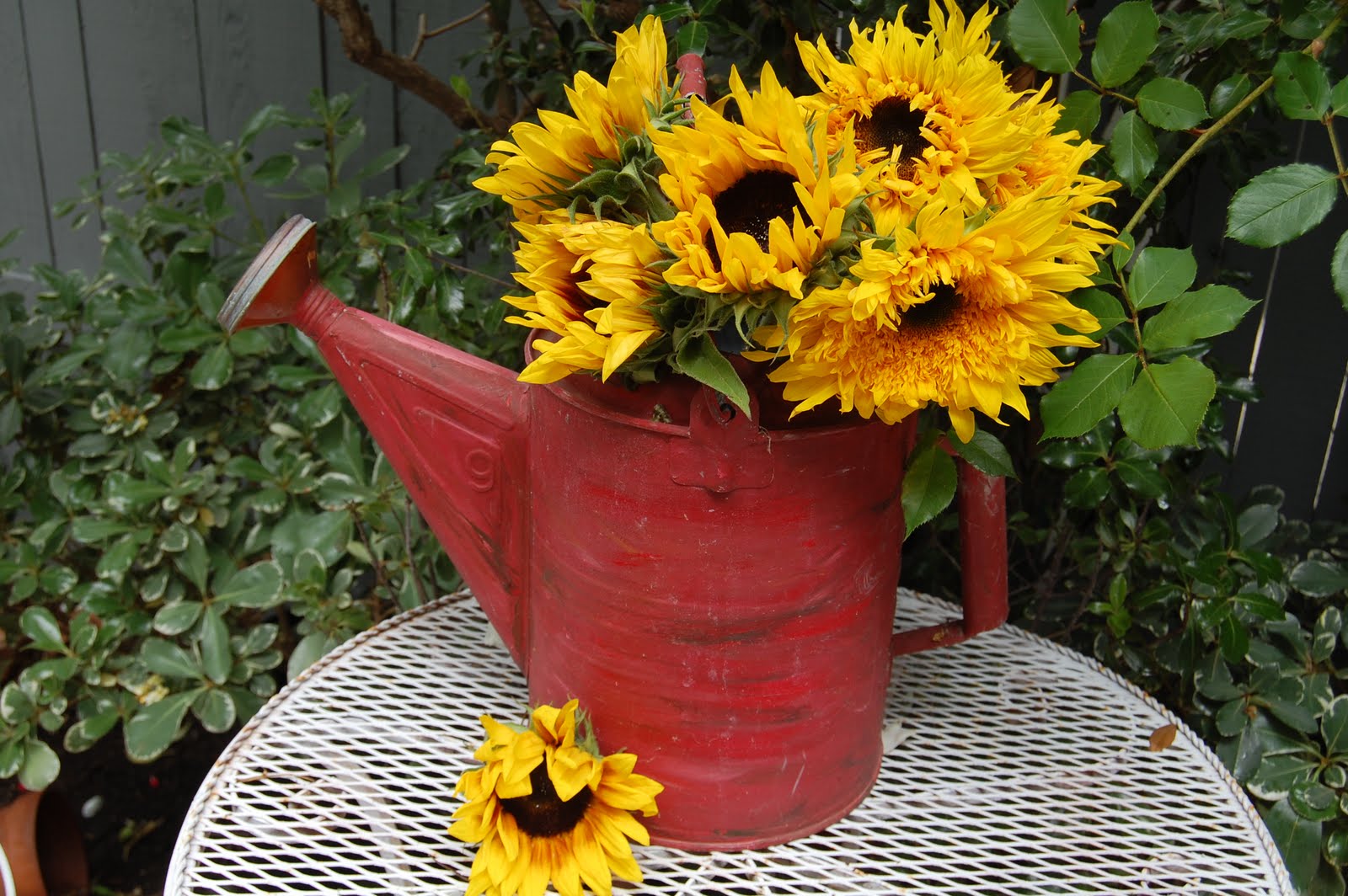 My Painted Garden Sunflowers and Vintage Watering Cans