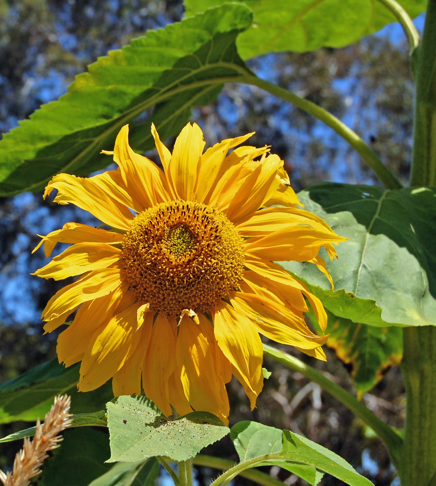 My Painted Garden Sunflowers and Vintage Watering Cans