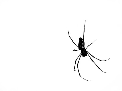 Spider, Philippines