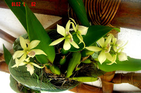 Mini-Orquídeas