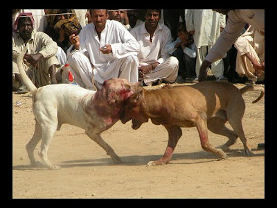 ancient bully kutta