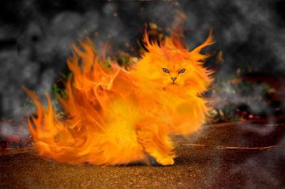 gato+con+fuego.jpg