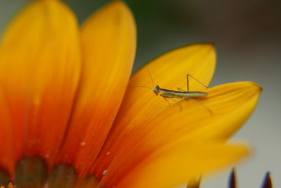 [insecto.JPG]