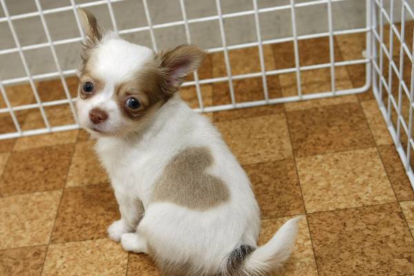 [cachorro_coracao2.jpg]