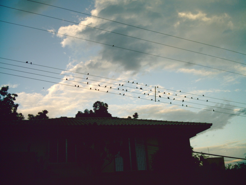 [20080201_passaros_tarde.JPG]