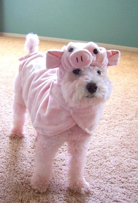 [caes20080412_23.jpg]