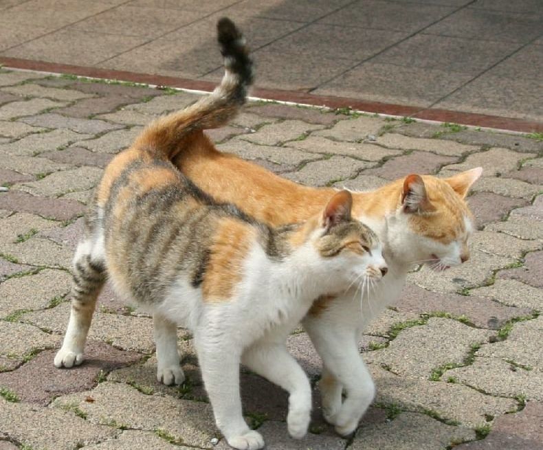 [gatos20080412_18.jpg]