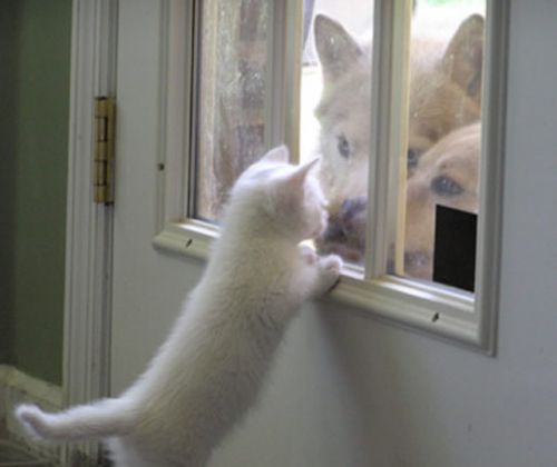 [gatos20080420_06.jpg]