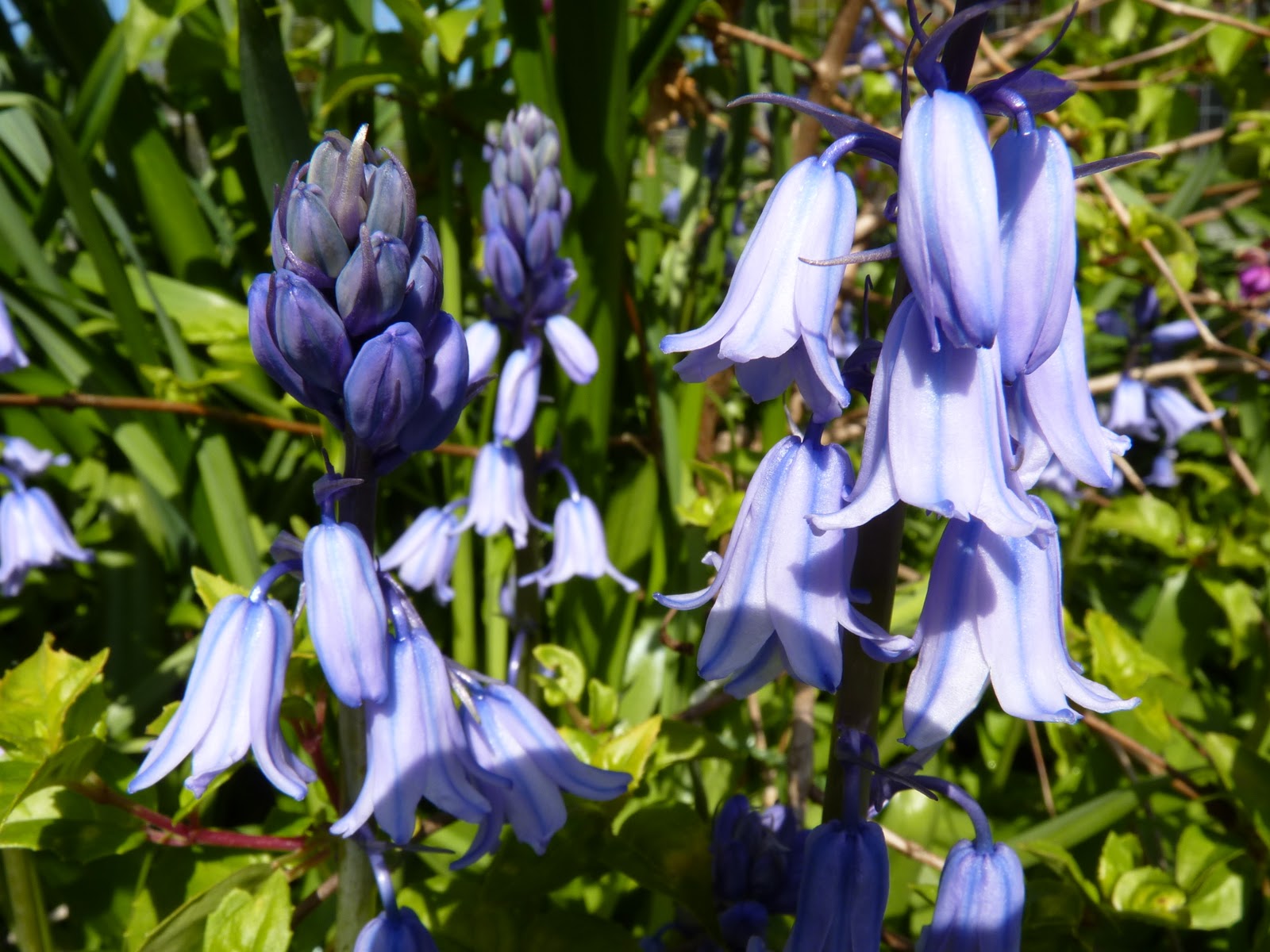 Blue Bells Flowers