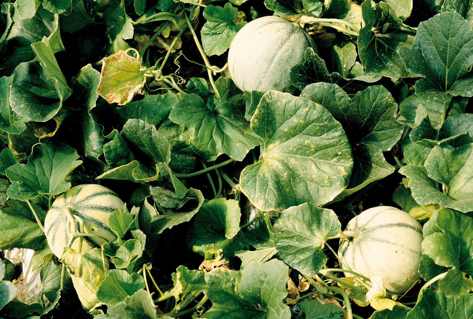 FOOD INTELLIGENCE Connaissezvous le melon charentais jaune