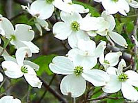 Dogwood+tree+berries+poisonous+to+dogs