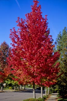 Wallpsip Sweetgum Trees