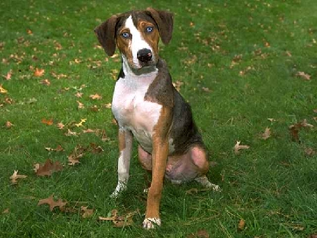 catahoula breed