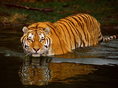 wallpapers tiger. swimming Tiger