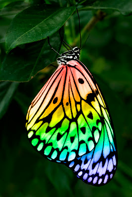 حيوانات بالوان قوس قزح Butterfly+Rainbow+A