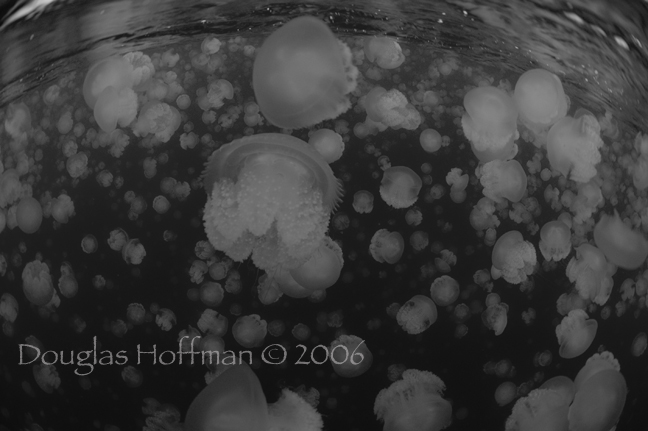 [jelly+fish.jpg]