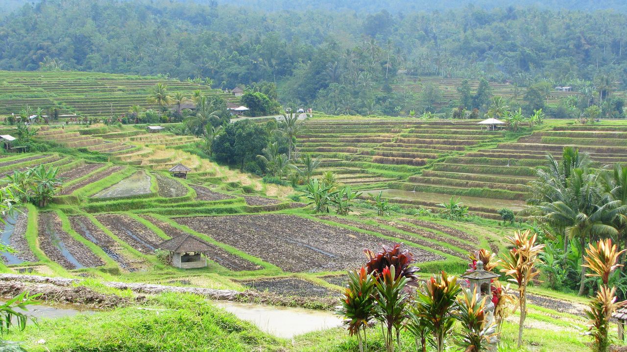 [15+Bali+-+Rice+Terrace.JPG]