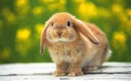 Cute Rabbit Widescreen HD Wallpaper
