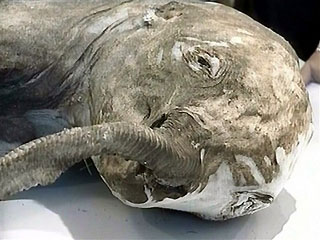 Frozen Mammoth Found