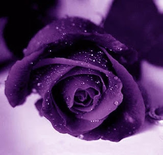 لون التميز والبهاء ...البنفسج في غرفكم ينال اعجابكم  Violet_Roses+1