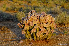 Picture of a Hoodia Gordonii Plant