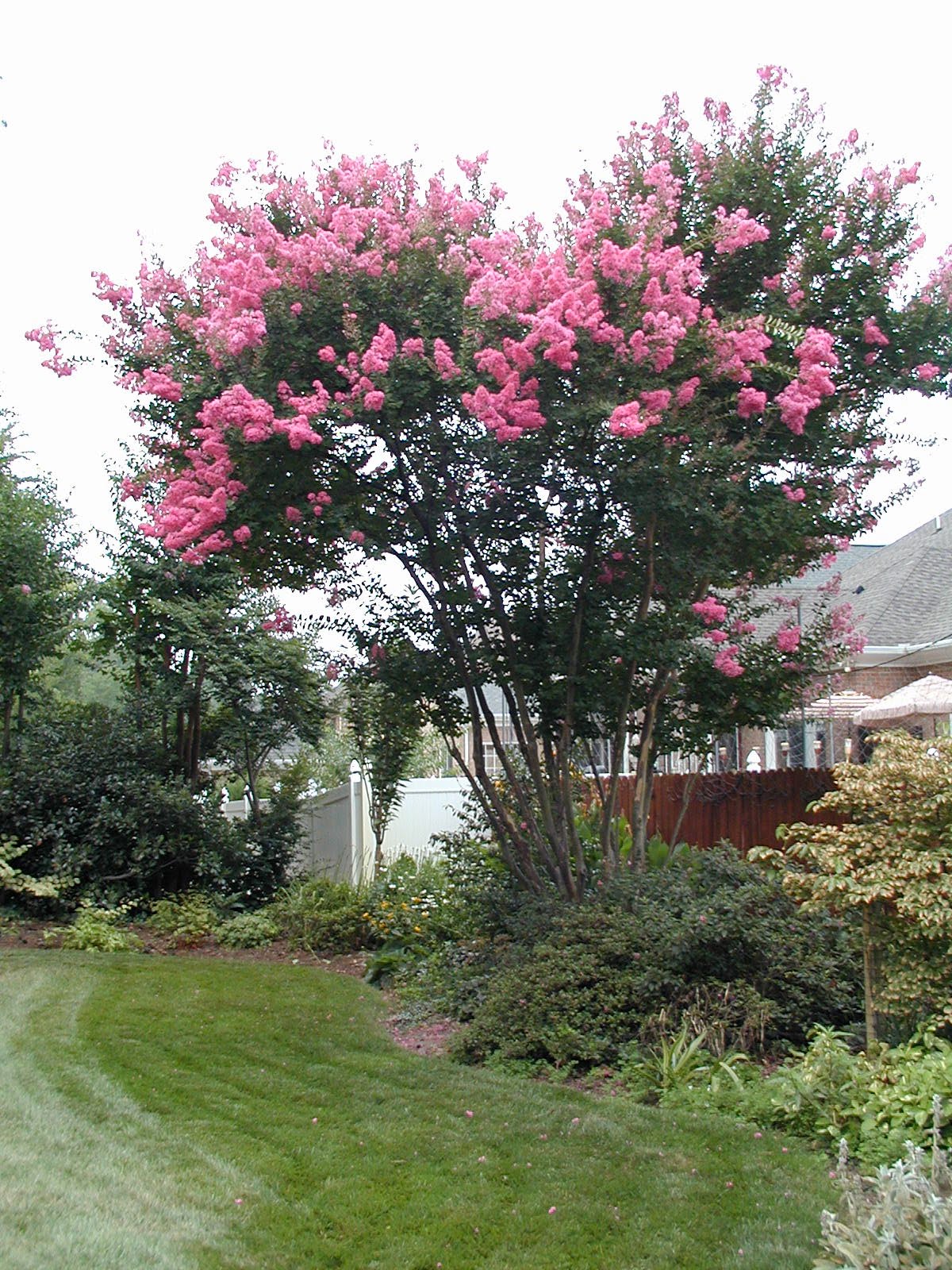 Gene's Garden Crepe Myrtle season