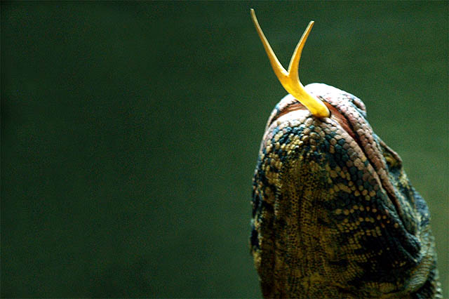 [komodo+(8).jpg]