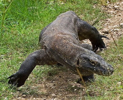 Faizal Rahman: Gambar-gambar biawak komodo yang comel