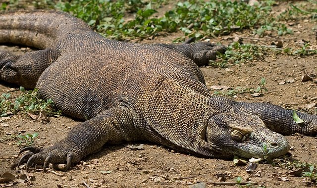 [komodo+(11).jpg]