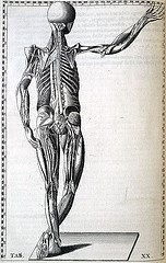 [nervous+system.jpg]