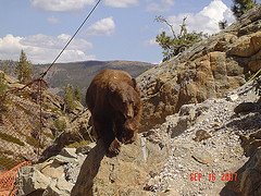 [bear+ledge.jpg]
