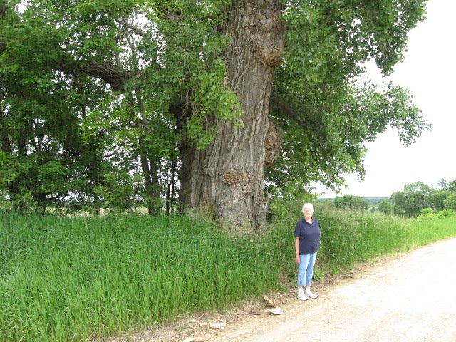 [tree+003.JPG]