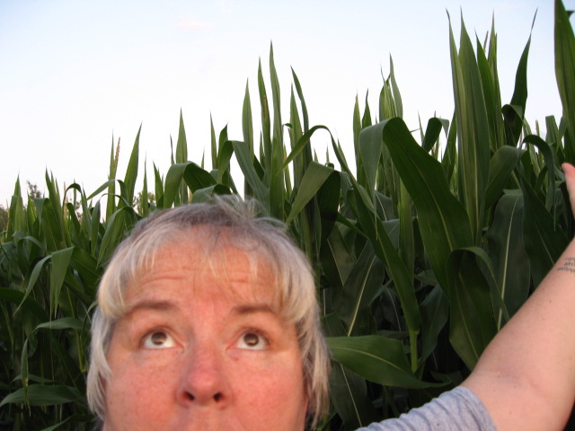 [tall+corn.JPG]