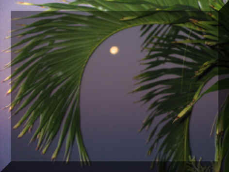 [moon_palm_tree.jpg]