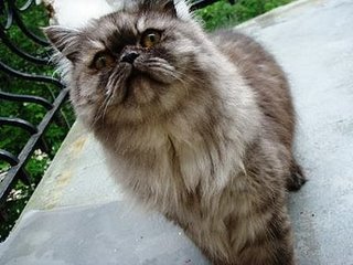 [慢慢British+long+hair+1]