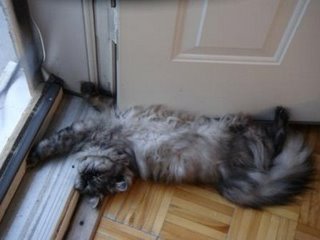 [british+long+hair+5]