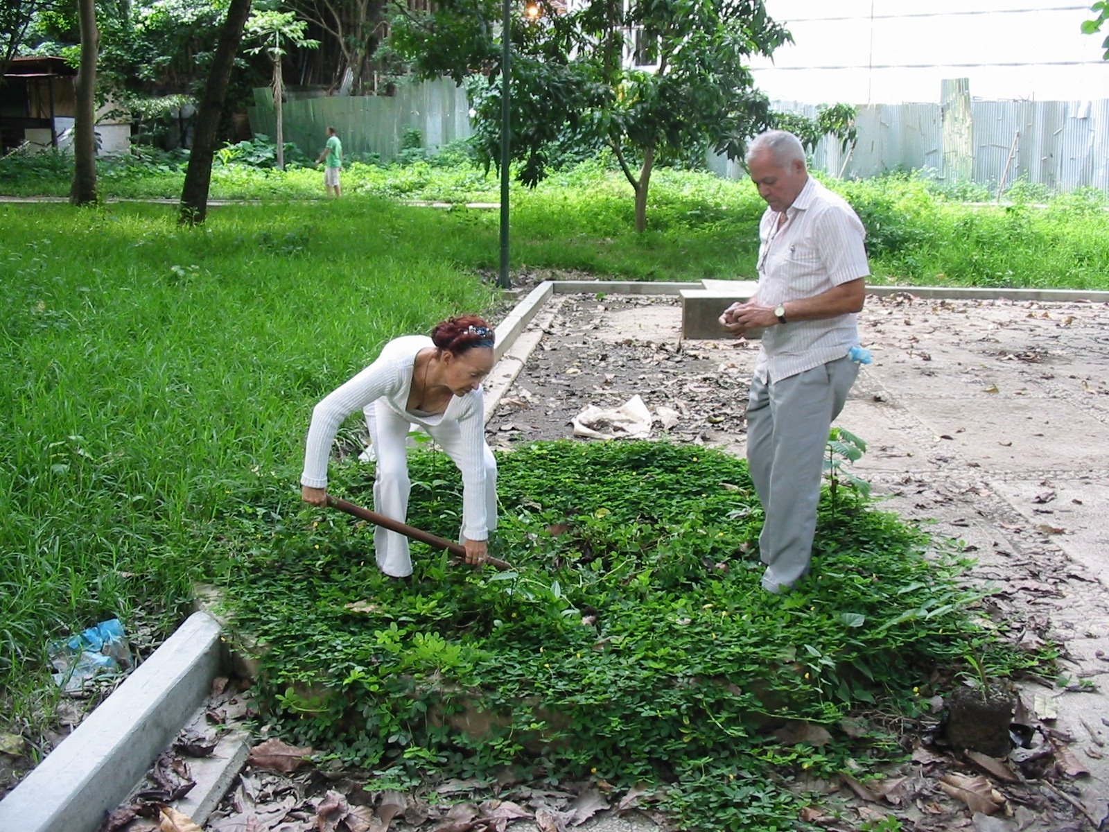 [aprende+a+conocer+tus+arboles+16.JPG]