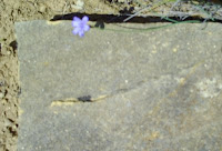 une autre pierre avec un angle droit remarquable, à proximité de la Pierre, et une petite fleur (de lune ?)