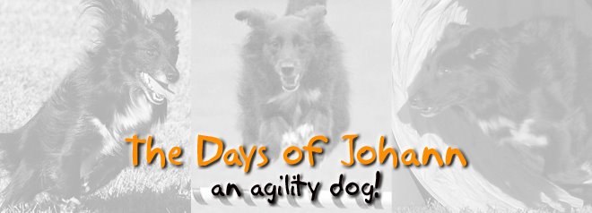 The Days of Johann, an agility dog!