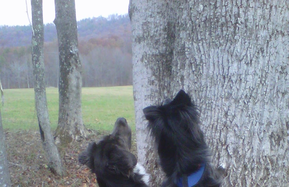 The Days of Johann, an agility dog! Can dogs climb trees?