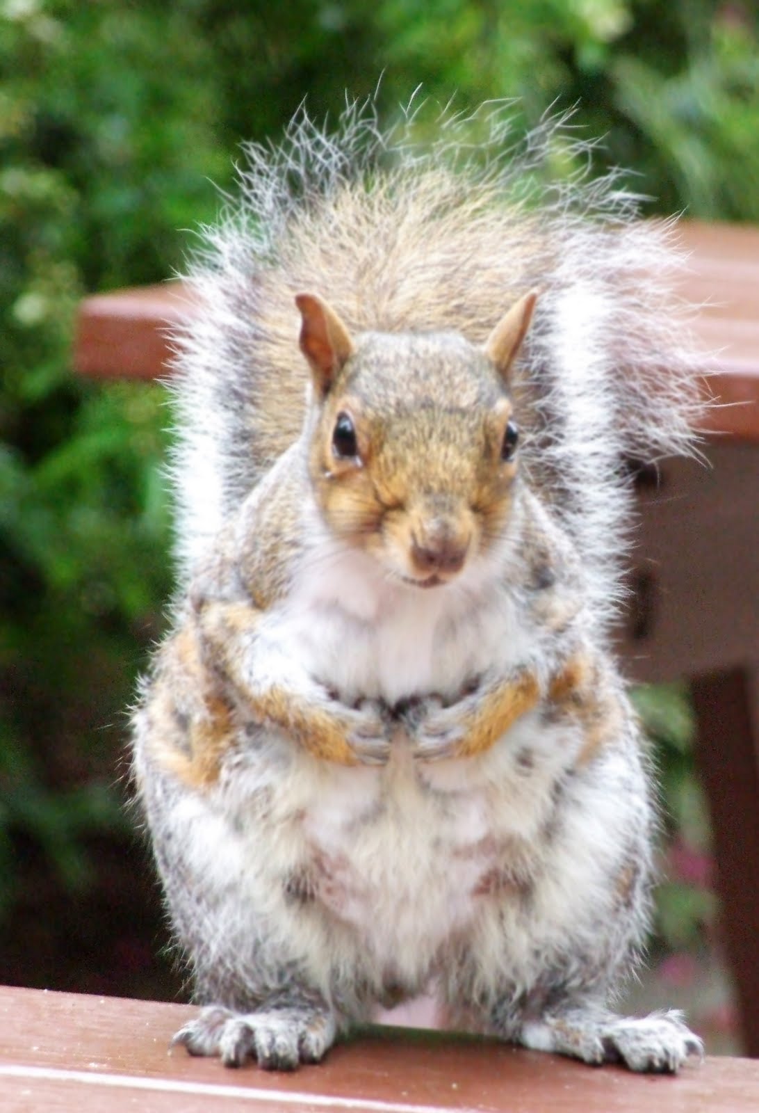 The Days of Johann, an agility dog! Today is Squirrel Appreciation Day!