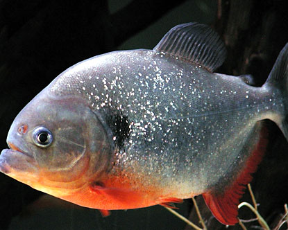 [piranha.jpg]