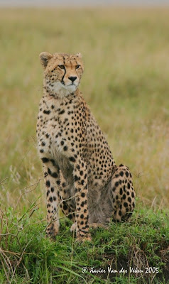 Duma The Cheetah