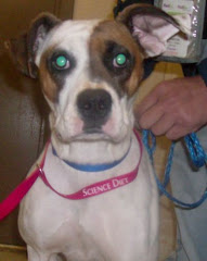 2/4/10 Two year Old Boxer on Euth List. Needs Rescue