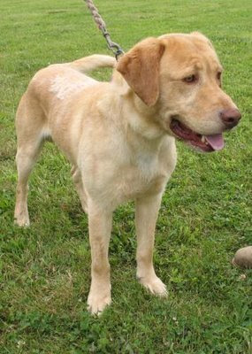 Labrador+cocker+spaniel+mix