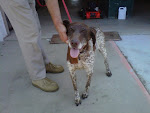 7/31/10 Beautiful Short Hair Pointer Owner Surrendered- Read Why. OHIO- Carroll County Dog Pound