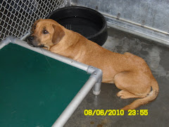 8/21/10 Robeson County Animal Shelter St. Pauls, N C. Lots of dogs and cats need out."Id# 43825