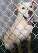 RESCUE/SPONSOR/ADOPT: Barnesville, GA~97% Euth Rate- Beautiful dogs, pups & kitties out of time!