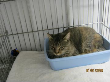 catawba county animal control newton nc catawba county animal control newton nc