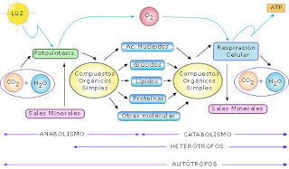 Diferencia entre procesos catabolicos y anabolicos
